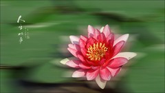 如梦--荷来荷去