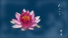 如梦--荷来荷去
