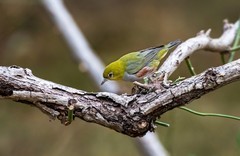 小绣眼（二十六）