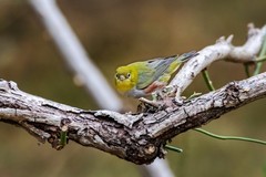 小绣眼（二十六）