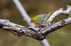 小绣眼（二十六）