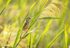 震旦鸦雀（八）