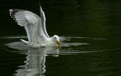 [26014] 麓湖的银鸥