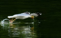 [26014] 麓湖的银鸥