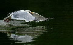 [26014] 麓湖的银鸥