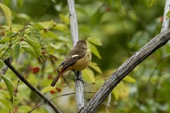 北红尾鸲（14）