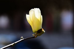 2026玉兰花（12）