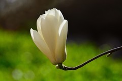 2026玉兰花（12）