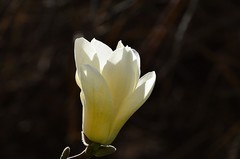 2026玉兰花（12）