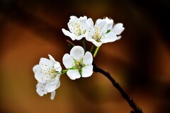 继续拍花，美丽绽放……