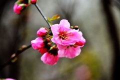 继续拍花，美丽绽放……