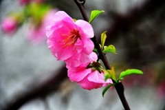 继续拍花，美丽绽放……