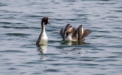 凤头僻鹈（三十一）