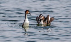 凤头僻鹈（三十一）