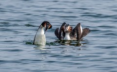 凤头僻鹈（三十一）