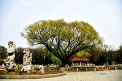 这里才有了春天该有的样子