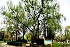 这里才有了春天该有的样子