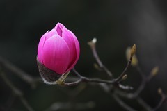 花开山间---行摄北川吴家后山看辛夷花