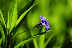 蓝花草 (4)