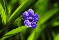蓝花草 (4)