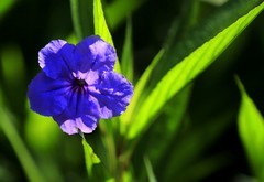 蓝花草 (4)