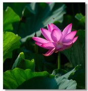 荷花（二十五）