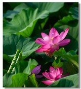 荷花（二十五）