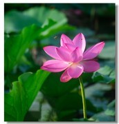 荷花（二十五）