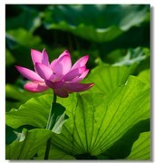 荷花（二十六）