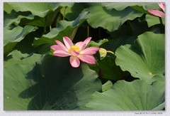 荷花【丙午年-235】