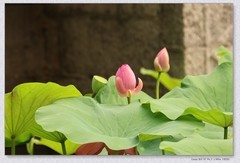 荷花【丙午年-235】