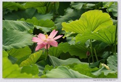 荷花【丙午年-235】