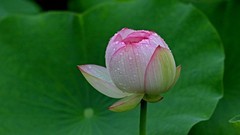 雨 荷