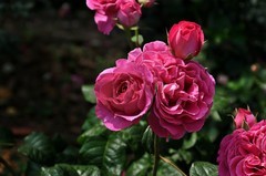 2026花卉植物赏析———月季【4】