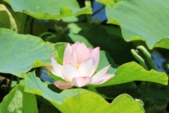拍摄花卉一（1274）