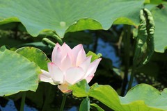 拍摄花卉一（1274）