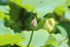 拍摄花卉一（1274）