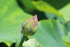 拍摄花卉一（1275）