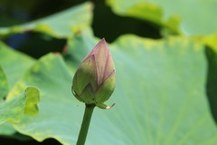 拍摄花卉一（1275）