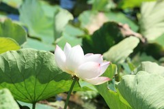 拍摄花卉一（1275）