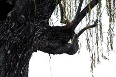 莲池冬景—(续)