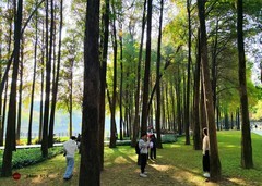 麓湖的红树林。