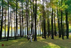 麓湖的红树林。