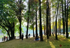 麓湖的红树林。