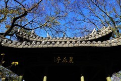三垟湿地公园(6)