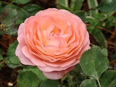 拍摄花卉一（999）