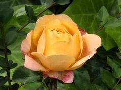 拍摄花卉一（999）