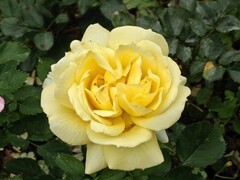 拍摄花卉一（999）