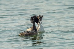 凤头鸊鷉撞胸（6）