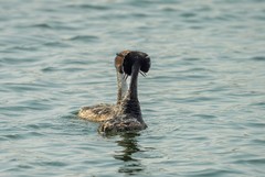 凤头鸊鷉撞胸（6）